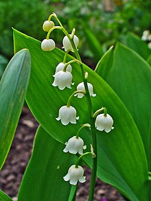 220px-Convallaria_majalis_0002