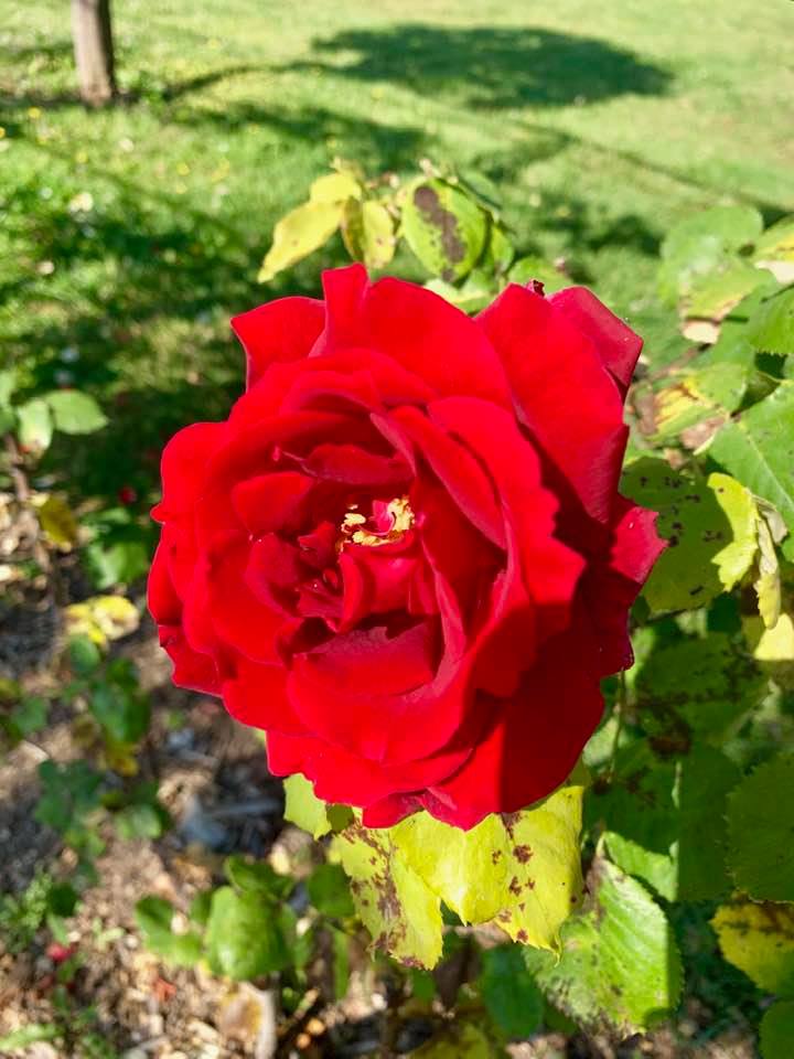 62403346_10157277575264140_4550760902311280640_n