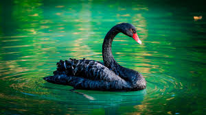 Black Swan in Greens