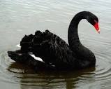 Black Swan