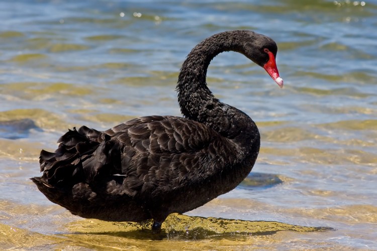 Black_swan_jan09